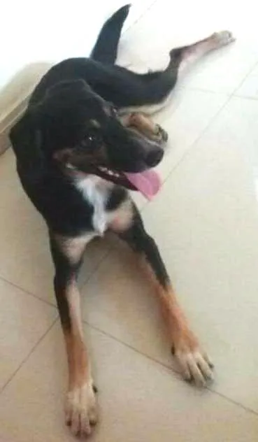 Cachorro ra a Srd idade 2 a 6 meses nome Pretinha