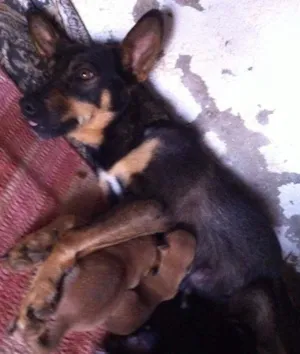 Cachorro raça srd idade 2 anos nome Chiquita