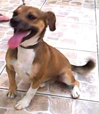 Cachorro ra a vira Lata idade 6 ou mais anos nome Nino