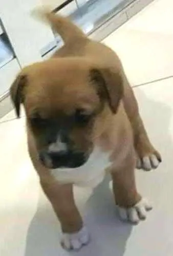 Cachorro ra a Vira Lata idade Abaixo de 2 meses nome Sem nome