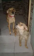 Mel e Dulce 