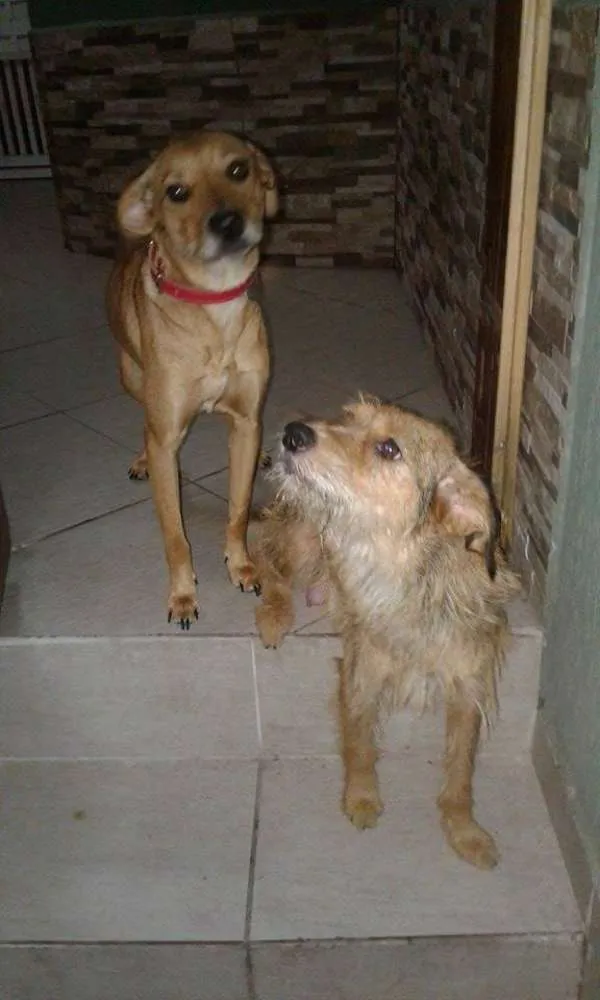 Cachorro ra a Vira lata  idade 1 ano nome Mel e Dulce 