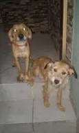 Mel e Dulce 