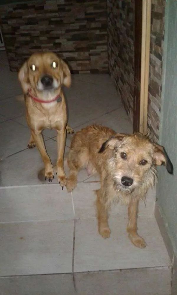 Cachorro ra a Vira lata  idade 1 ano nome Mel e Dulce 