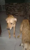 Mel e Dulce 