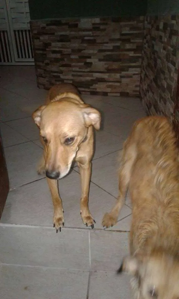 Cachorro ra a Vira lata  idade 1 ano nome Mel e Dulce 