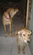 Mel e Dulce 