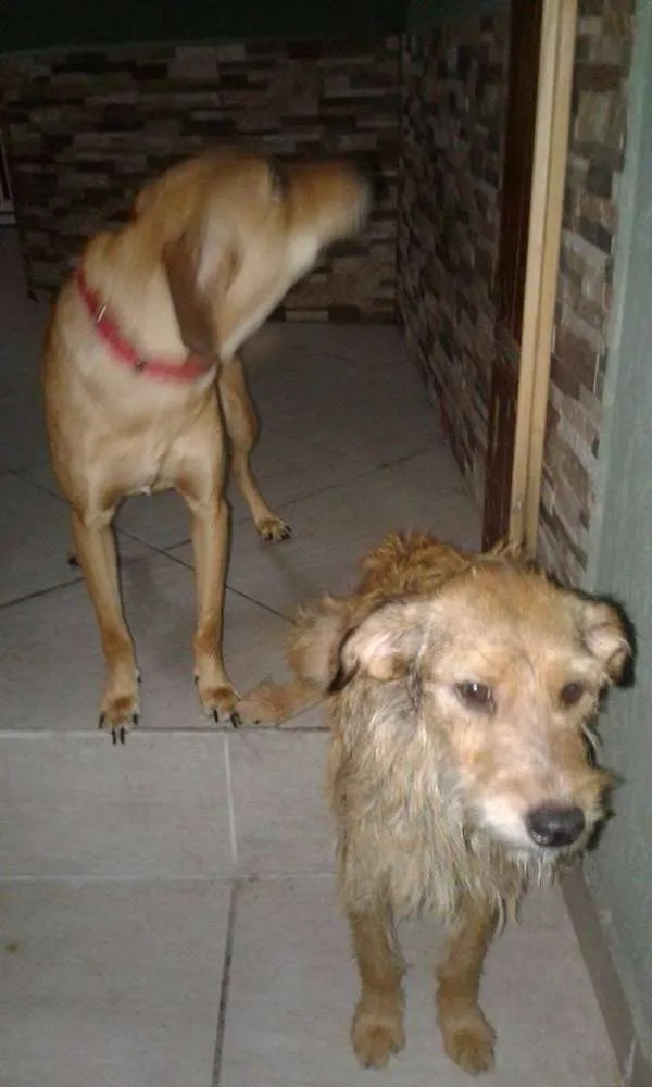 Cachorro ra a Vira lata  idade 1 ano nome Mel e Dulce 