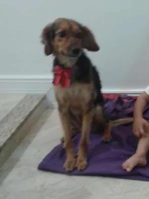 Cachorro raça SRD idade 5 anos nome Hachi GRATIFICA