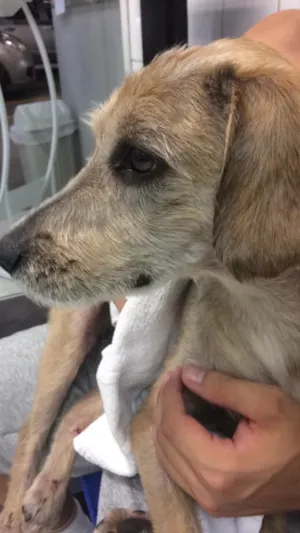 Cachorro raça Vira lata idade 1 ano nome TOBY