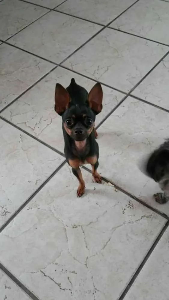 Cachorro ra a pintcher idade 1 ano nome pequeno