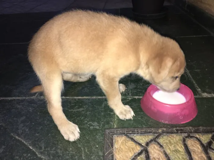 Cachorro ra a Vila lata idade Abaixo de 2 meses nome Sem nome 