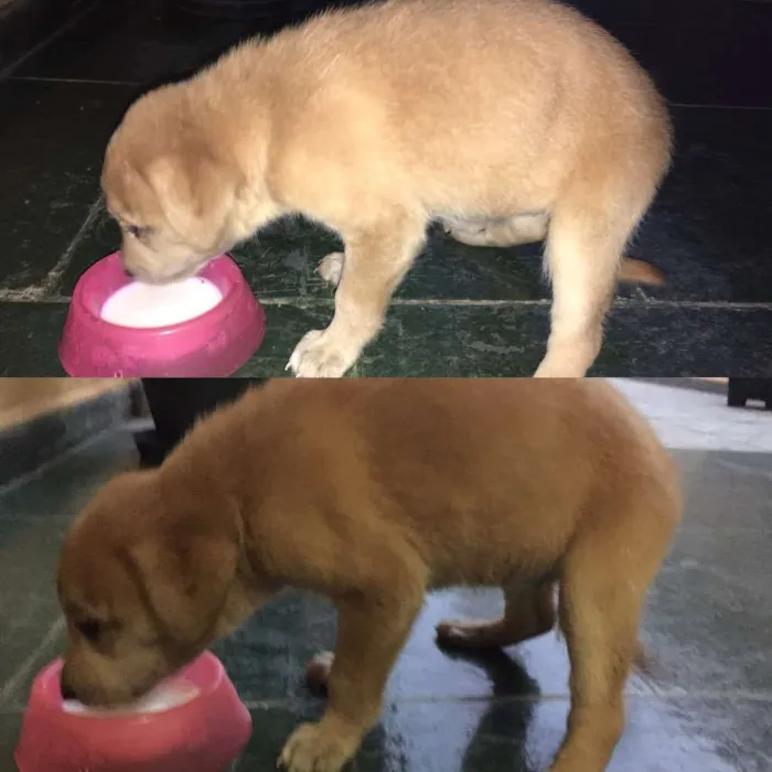 Cachorro ra a Vila lata idade Abaixo de 2 meses nome Sem nome 