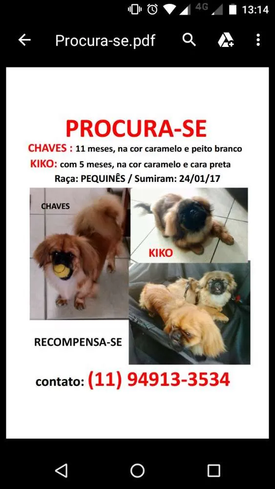 Cachorro ra a Pequinês idade 7 a 11 meses nome Chaves e Kiko (2 irm