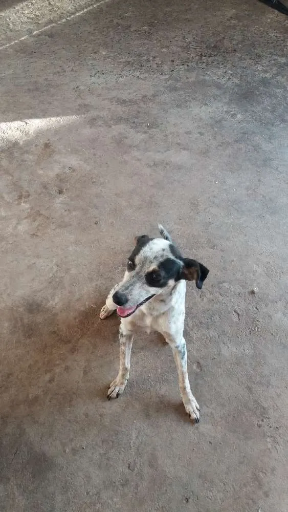 Cachorro raça Nao sei idade 1 ano nome Faísca