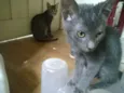 Gatos