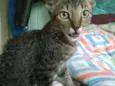 Gatos