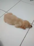 Dora