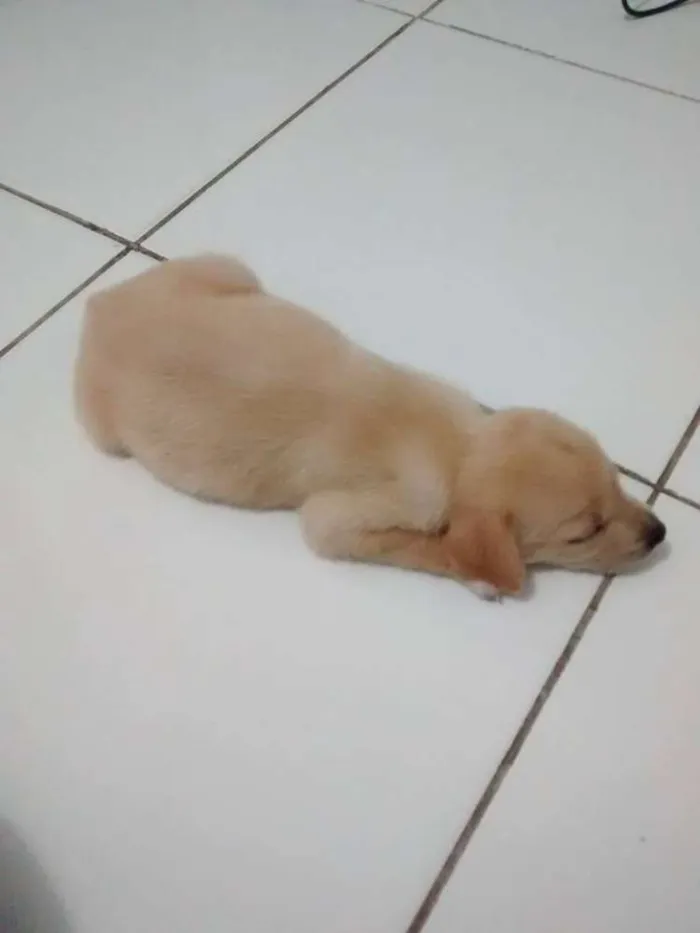 Cachorro ra a Vira lata idade Abaixo de 2 meses nome Dora