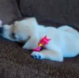 Dora