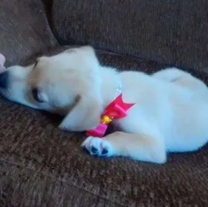 Cachorro raça Vira lata idade Abaixo de 2 meses nome Dora