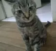 Gatos