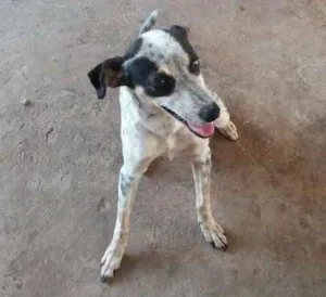 Cachorro raça Nao sei idade 1 ano nome Faísca