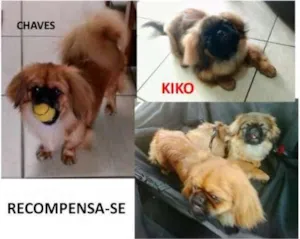 Cachorro raça Pequinês idade 7 a 11 meses nome Chaves e Kiko (2 irm