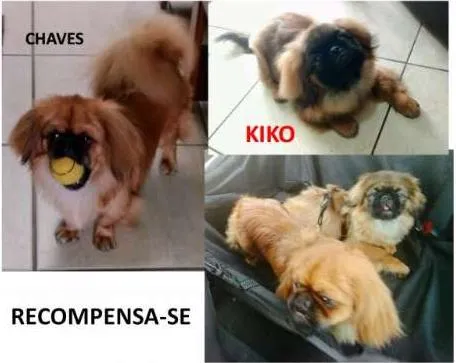 Cachorro ra a Pequinês idade 7 a 11 meses nome Chaves e Kiko (2 irm
