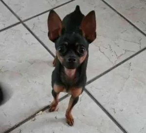 Cachorro raça pintcher idade 1 ano nome pequeno