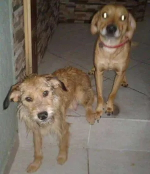 Cachorro raça Vira lata  idade 1 ano nome Mel e Dulce 