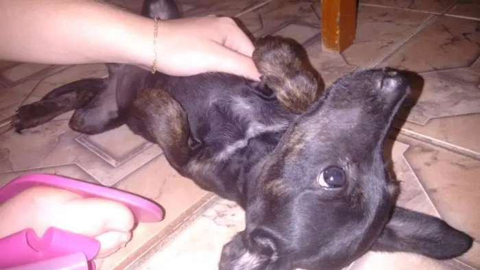 Cachorro ra a Vira-lata idade 2 a 6 meses nome Sem nome.