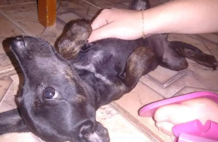 Cachorro ra a Vira-lata idade 2 a 6 meses nome Sem nome.