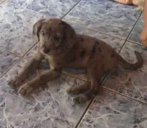 Cachorro raça Sem raça definida idade 2 a 6 meses nome Filhote fêmea