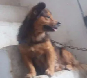 Cachorro raça Mestiço  idade 6 ou mais anos nome Kendow