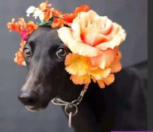Cachorro raça indefinida idade 4 anos nome Luna