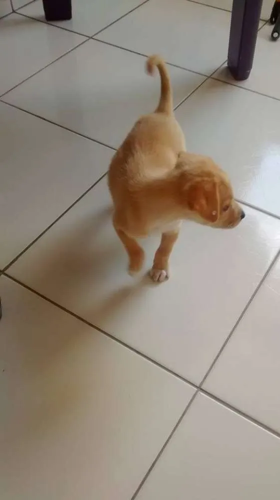 Cachorro ra a Vira lata idade Abaixo de 2 meses nome Dora