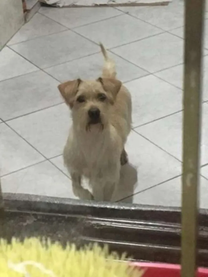 Cachorro ra a Vira lata idade 1 ano nome Chico