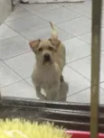 Chico