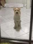 Chico