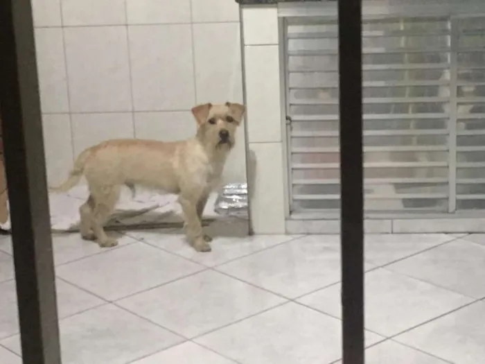 Cachorro ra a Vira lata idade 1 ano nome Chico