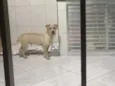 Chico