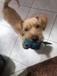 Chico