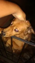Cachorro raça Misturado idade 6 ou mais anos nome Simba