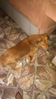 Cachorro raça Misturado idade 6 ou mais anos nome Simba