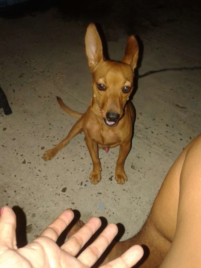 Cachorro ra a Pinscher idade 4 anos nome RAASHID