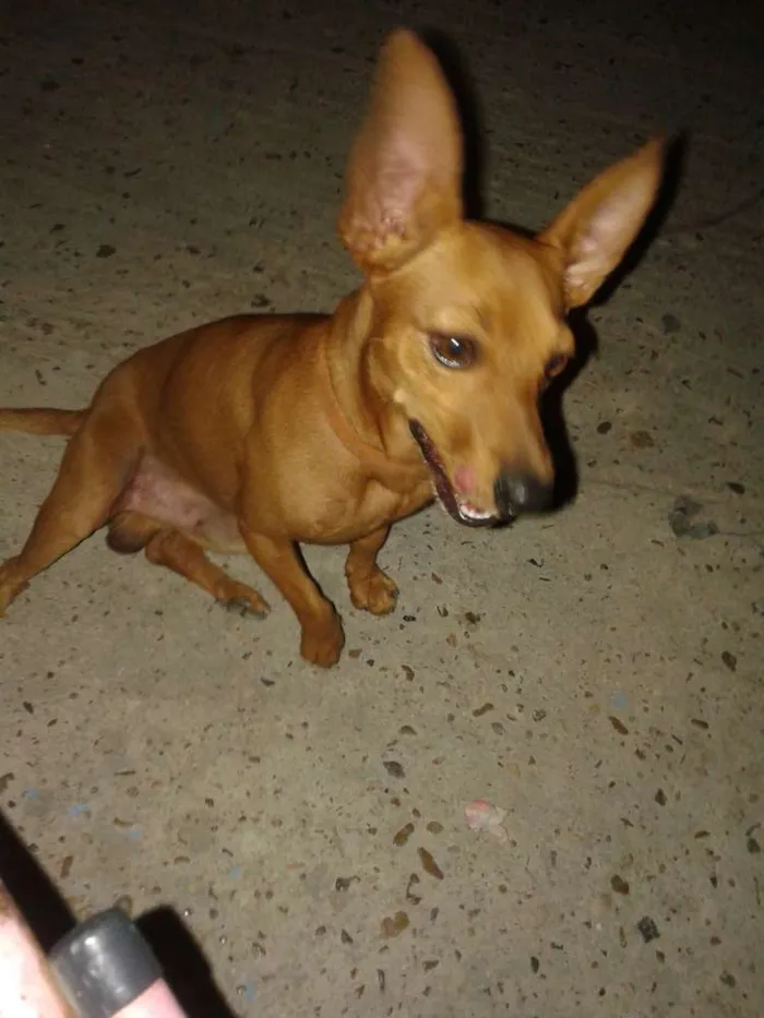 Cachorro ra a Pinscher idade 4 anos nome RAASHID