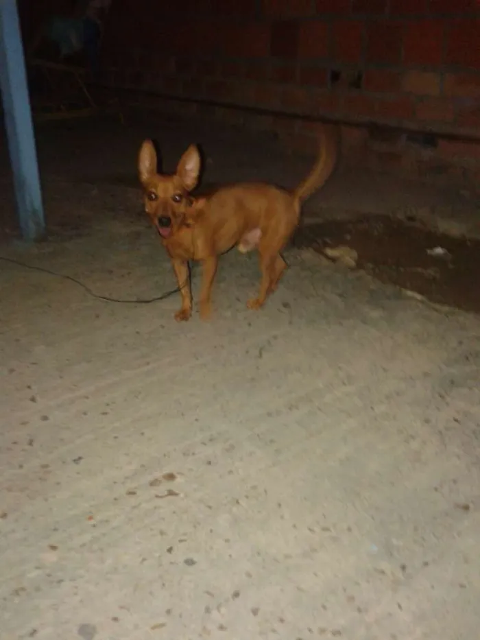 Cachorro ra a Pinscher idade 4 anos nome RAASHID