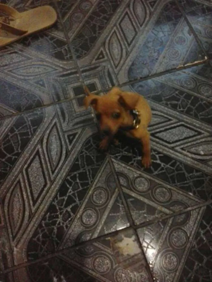 Cachorro ra a Pinscher idade 4 anos nome RAASHID