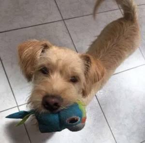 Cachorro raça Vira lata idade 1 ano nome Chico